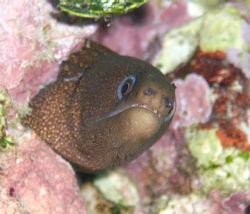 I believe this is a little Golden Tail EEL. by Lora Tucker 